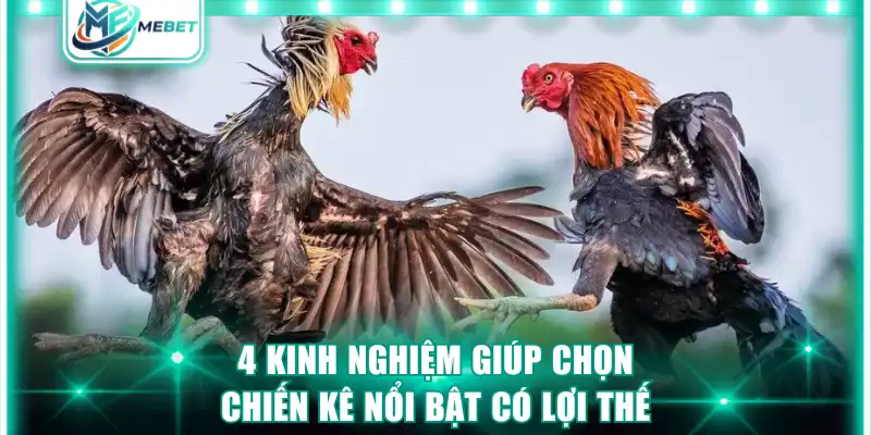 4 kinh nghiệm giúp chọn chiến kê nổi bật có lợi thế