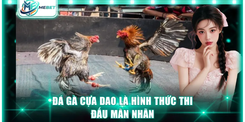 Đá gà cựa dao là hình thức thi đấu mãn nhãn