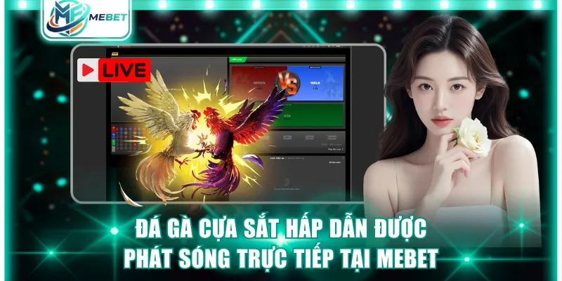 Đá gà cựa sắt hấp dẫn được phát sóng trực tiếp tại MEBET