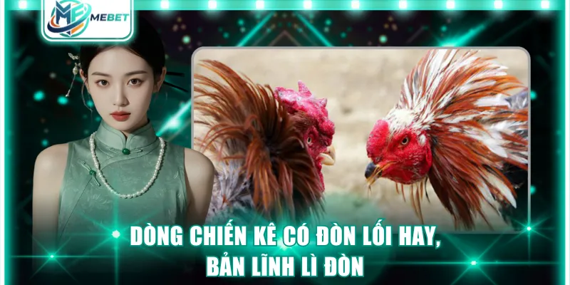 Dòng chiến kê có đòn lối hay, bản lĩnh lì đòn