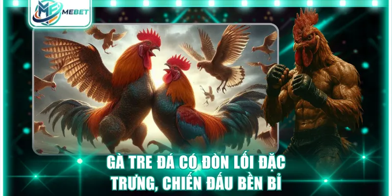 gà tre đá