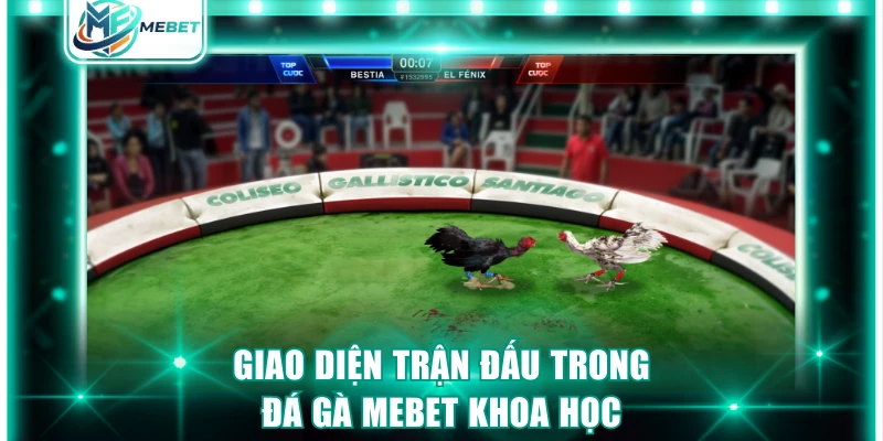 Giao diện trận đấu trong đá gà MEBET khoa học