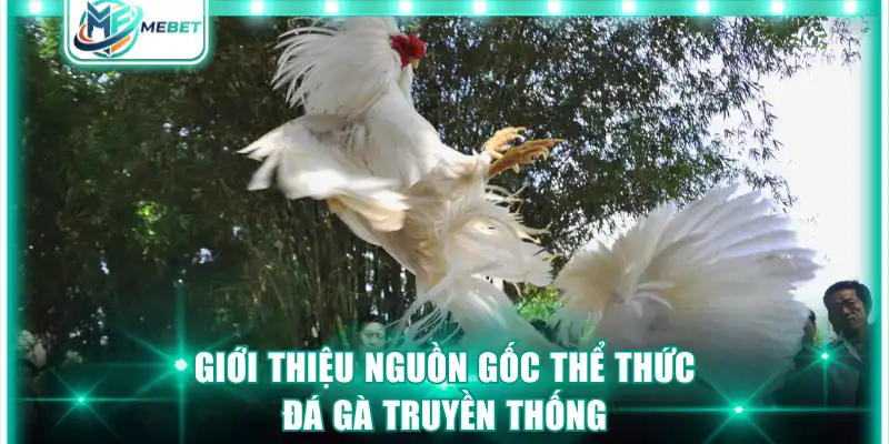 Giới thiệu nguồn gốc thể thức đá gà truyền thống