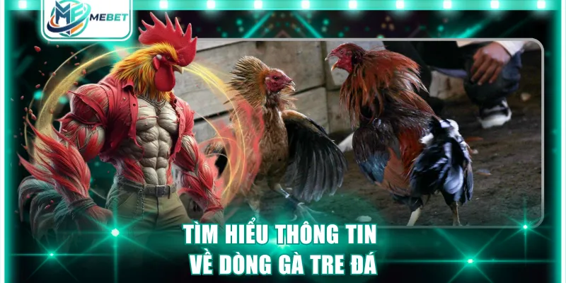Tìm hiểu thông tin về dòng gà tre đá